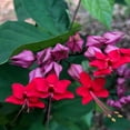 thumbnail image 1 of Red Purple Bleeding Heart Plants Live 4-8 Inches Tall, Bleeding Heart Plant for Outdoor Gardening, 1 of 5
