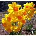 thumbnail image 1 of Red Ranger Large Cupped Daffodil - 8 Bulbs - 14/16 cm Bulbs, 1 of 1