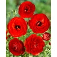 thumbnail image 1 of Red Ranunculus - 10 bulbs, 1 of 3