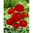thumbnail image 1 of Red Ranunculus Bulbs for Planting (10 Bulbs), 1 of 2