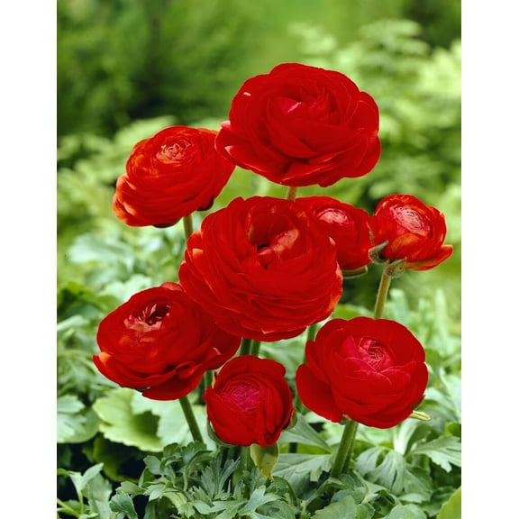 Red Ranunculus Bulbs for Planting (10 Bulbs)