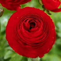 Red Ranunculus Bulbs for Planting - (10 Bulbs)