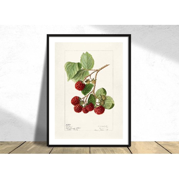 Red Raspberries Rubus Idaeus Ellen Isham Schutt Botanic Reproduction Retro Vintage Poster, Stretched Canvas 12x16in