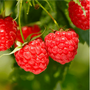 Red Raspberry Live Rooted Starter Plant for Planting, 5 to 10 Inch Tall, Dormant Starter Plant, Sweet Berries Fruit Tree Everbearing Raspberry Bush in Home Garden