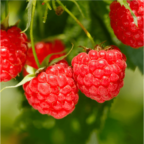 Red Raspberry Live Rooted Starter Plant for Planting, 5 to 10 Inch Tall, Dormant Starter Plant, Sweet Berries Fruit Tree Everbearing Raspberry Bush in Home Garden