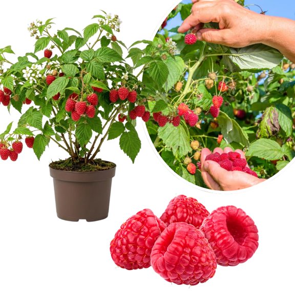 Red Raspberry Plant, Raspberry Bush to Grow, 6-8 Inch Tall, 4 Inch Pot