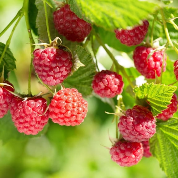 Red Raspberry Plants Live for Planting, Raspberry Bushes Live Plant 5-9" Large Size 9 Months Old Seedling