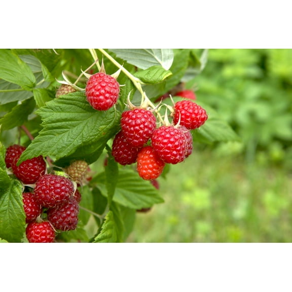 Red Raspberry Plants to Grow - Easy to Grow Rooted Seedling Plants - Grow Delicious Raspberry Fruits (1 Seedling)