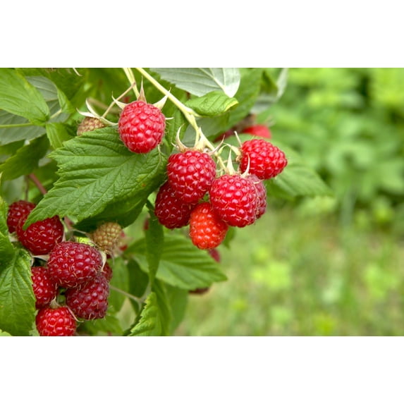Red Raspberry Plants to Grow - Easy to Grow Rooted Seedling Plants ...