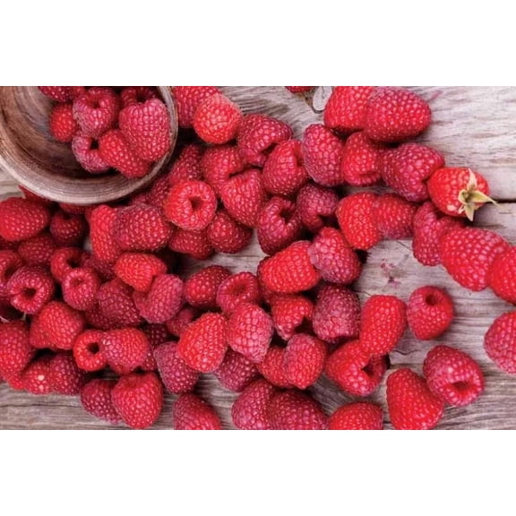 Red Raspberry Rubus idaeus 'Latham'  Edible Fruit Plant for Gardens & Containers  Pollinator Attractant, Ornamental Foliage, Berry Production  1 Gallon (Pack of 2)
