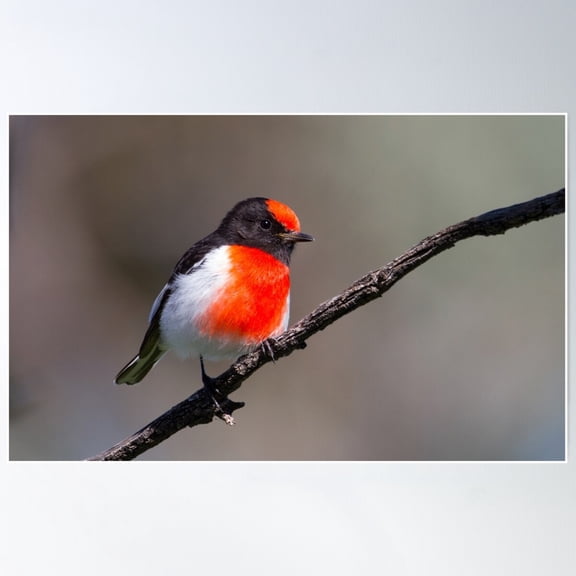 Red Red Robin Poster Wall Art, Modern Wall Decor For Living Room Bedroom, 8x12 UNFRAMED