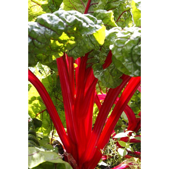 Red Rhubarb Chard Seeds