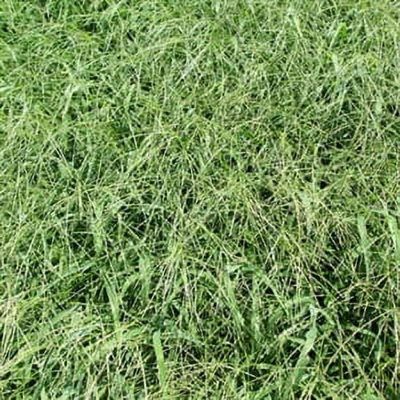 Seed Ranch Red River Crabgrass Digitaria Ciliaris Plant Seeds