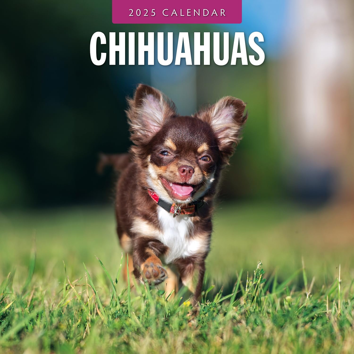 Red Robin 2025 Chihuahuas Wall Calendar, Premium Paper, Hangable 12 Month Calendar