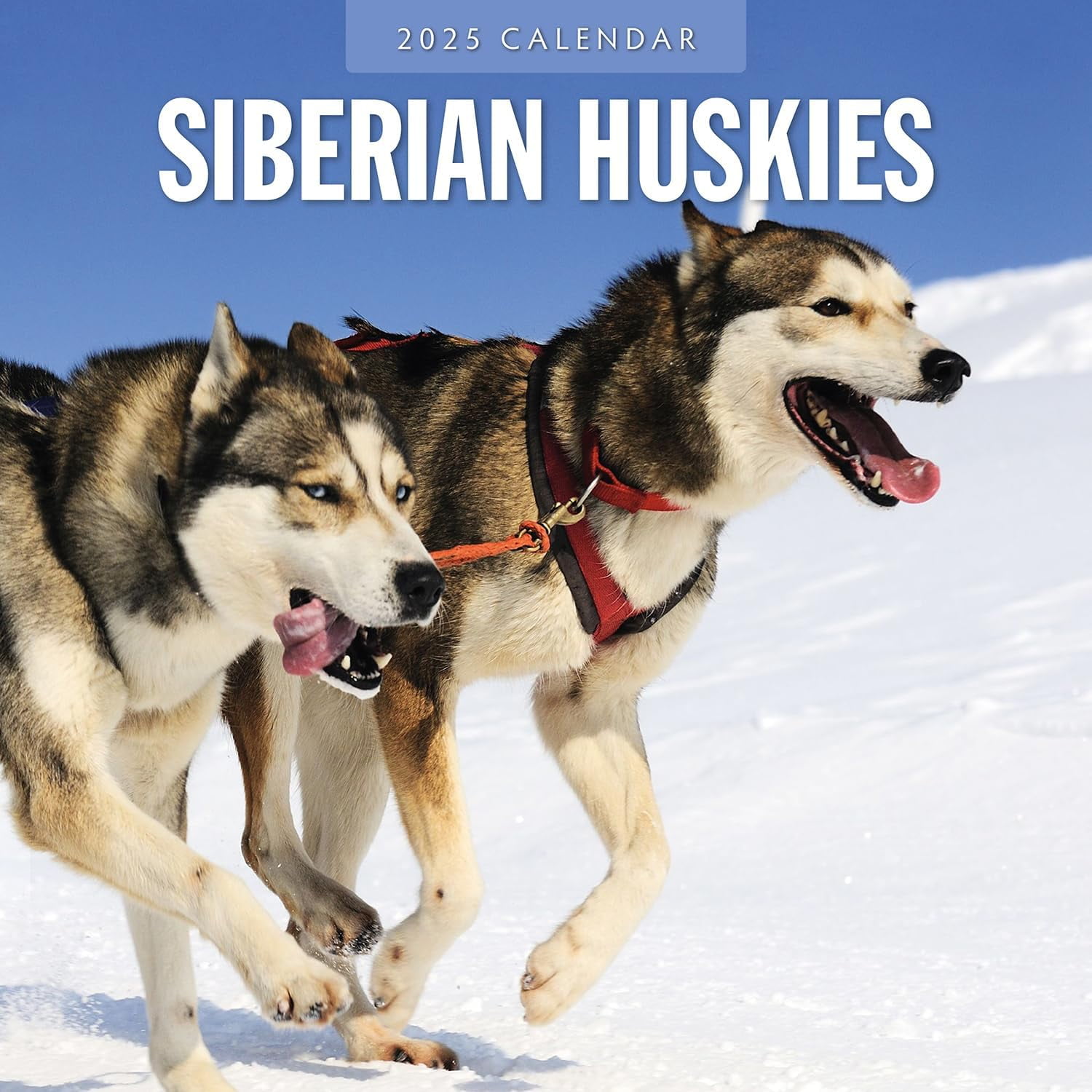 Red Robin 2025 Siberian Huskies Wall Calendar, Premium Paper, Hangable 12 Month Calendar