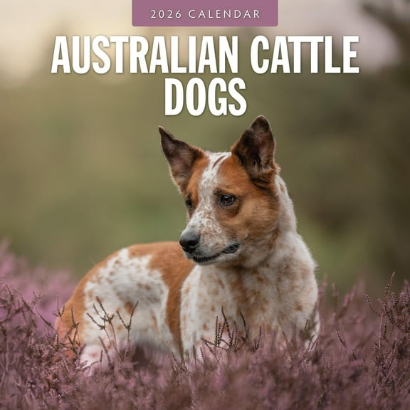 Red Robin 2026 Australian Cattle Dogs Monthly Wall Calendar | 12" x 24" Open | Premium Thick & Sturdy Paper | Hangable 12 Month Calendar | Lined Notes & To Do Area | Vivid Images | Plastic Free
