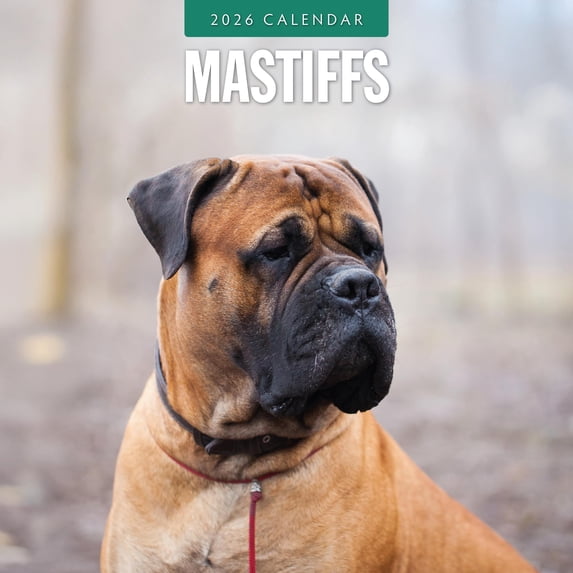 Red Robin 2026 Mastiffs Monthly Wall Calendar | 12" x 24" Open ...