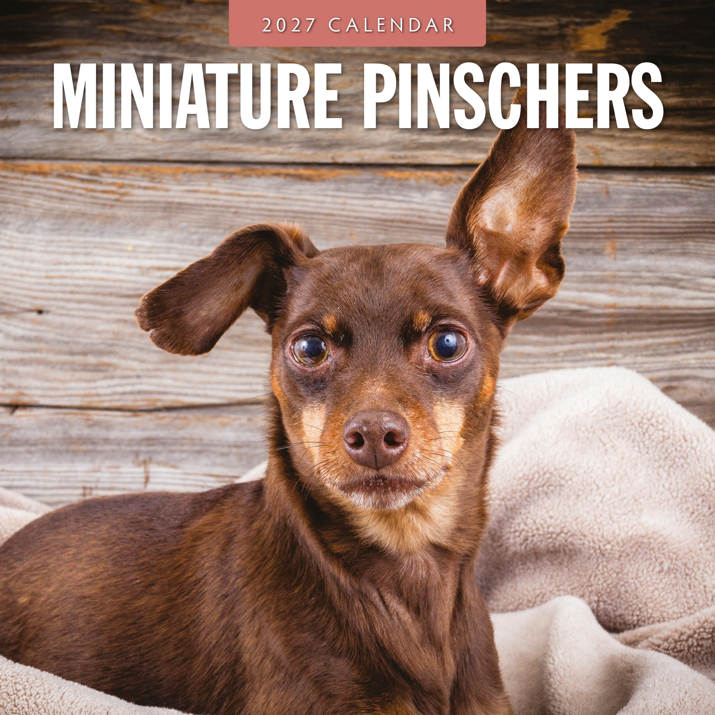 Red Robin 2027 Miniature Pinschers Monthly Wall Calendar | 12
