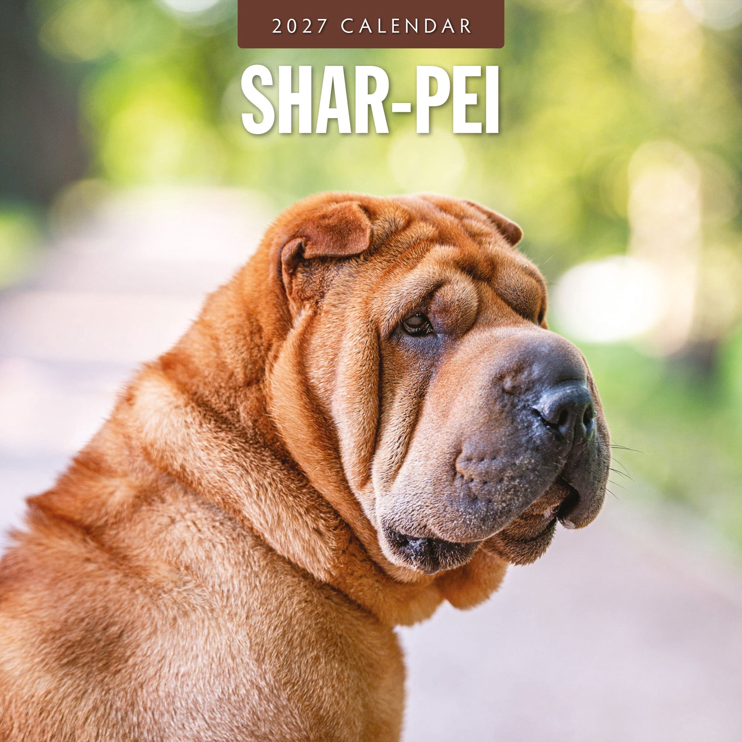 Red Robin 2027 Shar-Pei Monthly Wall Calendar | 12