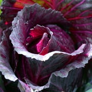 Red Rock Cabbage Seeds - 500 Count Seed Pack - A Hearty, Late-Harvest Variety Thats flavorful and Sweet - Country Creek LLC