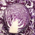 thumbnail image 1 of Red Rock Mammoth Cabbage Seeds: 1 Oz - Non-GMO, Chemical Free Sprouting Seeds for Vegetable Gardening & Growing Microgreens, 1 of 2