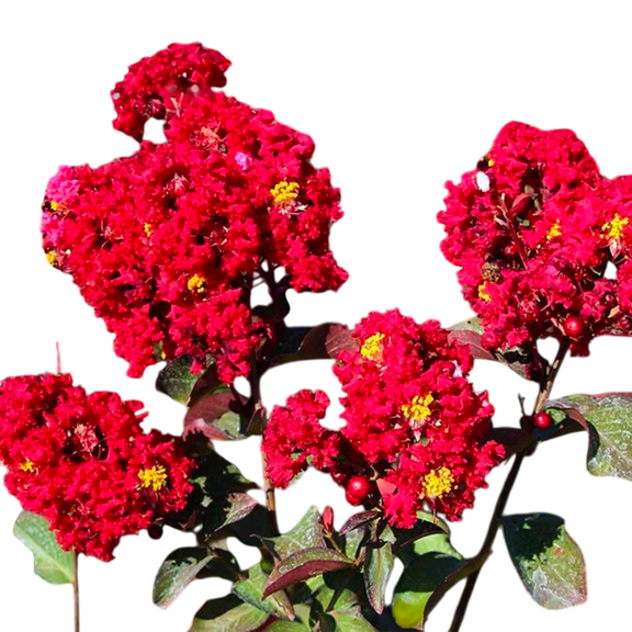 Red Rocket Crape Myrtle Tree Live Flowering Ornamental Tree, 2 Gallon Potted