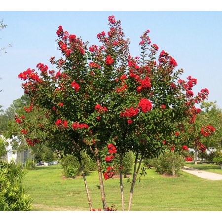Red Rocket Crape Myrtle Tree - Live Plant - ( 1 QT ) - True Red Flowers