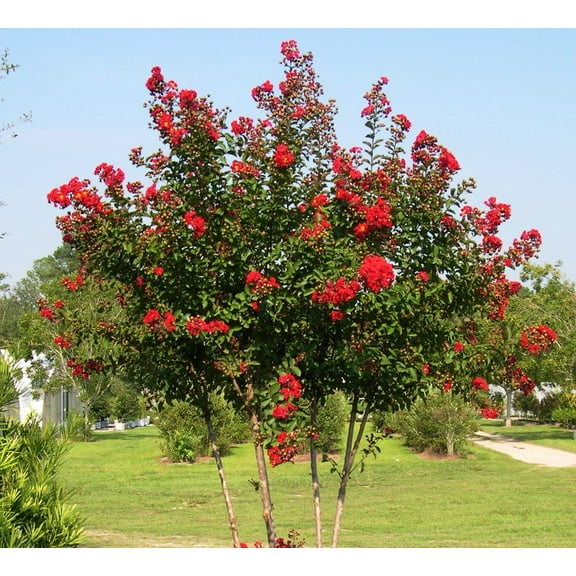Red Rocket Crape Myrtle Tree - Live Plant - ( 1 QT ) - True Red Flowers