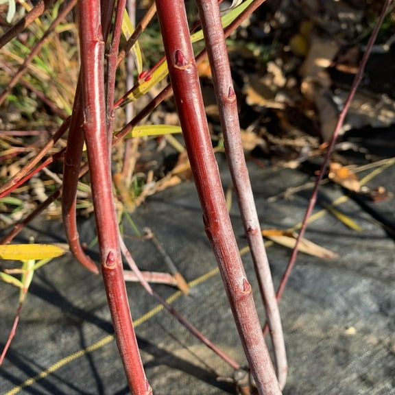 Red Rocket Willow Tree Cuttings to Grow, Great for Privacy Tree or Landscape Tree - Vibrant Red Bark - Fresh Cuttings to Plant and Grow (2 Cuttings)