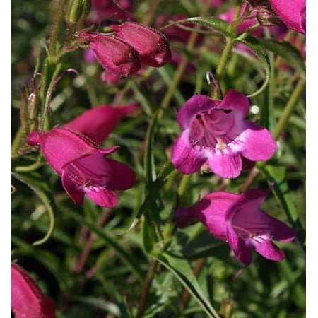 Red Rocks Bearded Tongue Perennial - Penstemon - Live Plant - Quart Pot