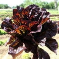 thumbnail image 1 of Red Romaine Lettuce - 1 OZ ~25,000 Seeds - Heirloom, Open Pollinated, Non-GMO, Farm & Vegetable Gardening Seeds, 1 of 8