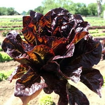 Red Romaine Lettuce - 500 mg ~300 Seeds - Heirloom, Open Pollinated, Non-GMO, Farm & Vegetable Gardening Seeds