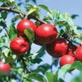 Red Rome Beauty Apple Tree 5B