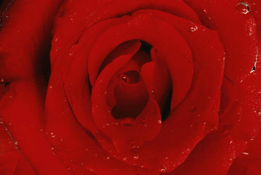 Red Rose Canvas Art - Don Hammond Design Pics (17 x 11)