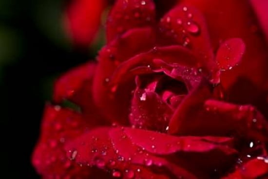 Red Rose Canvas Art - JoAnn Arduini (12 x 18)