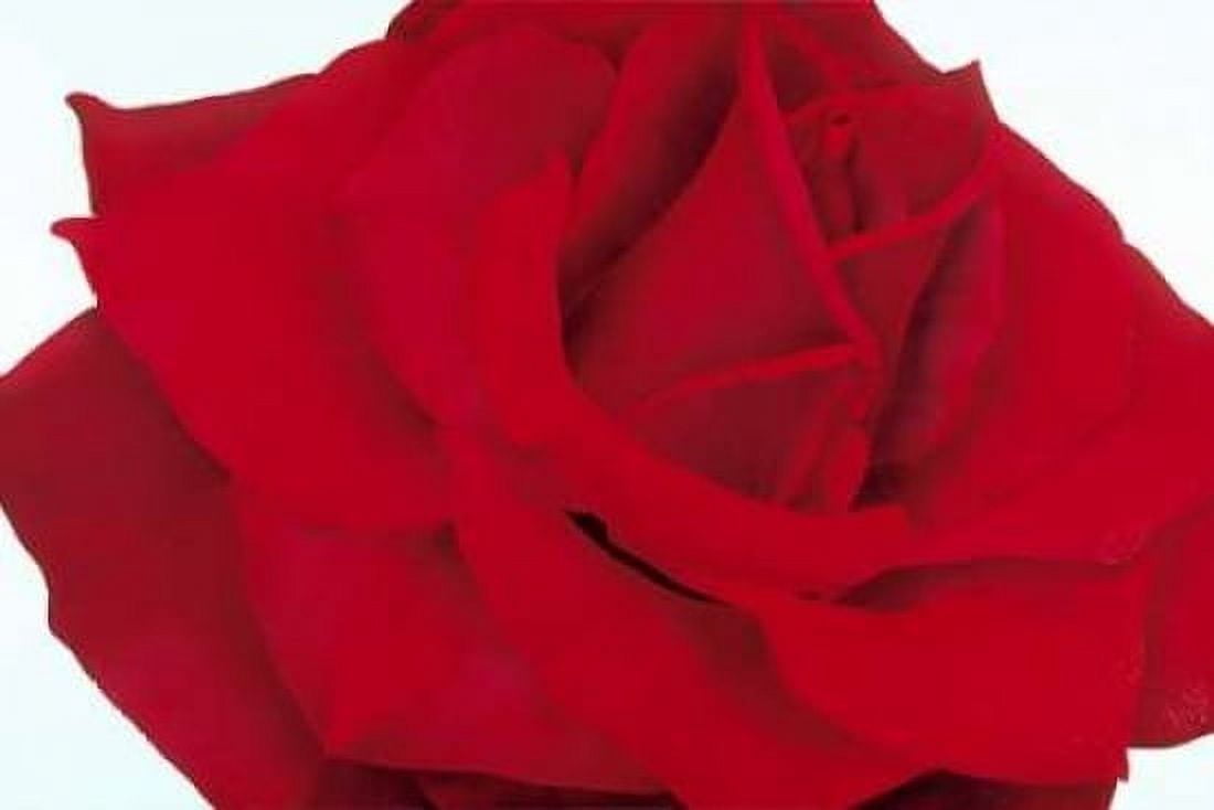 Red Rose Canvas Art - Yvonne Poelstra-Holzhaus (24 x 36)
