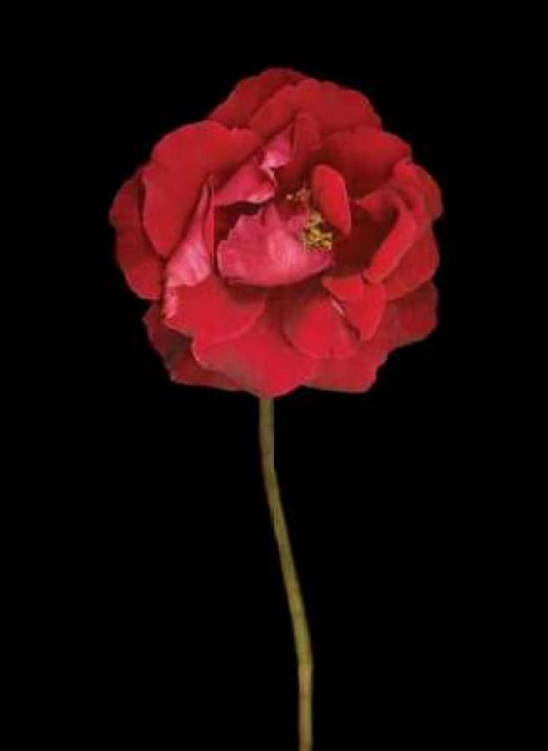 Red Rose II Canvas Art - Vitaly Geyman (18 x 24)