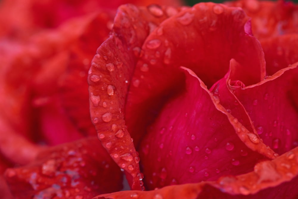 Red Rose Petals With Dew Drops Northumberland England Canvas Art - John Short Design Pics (38 x 24)