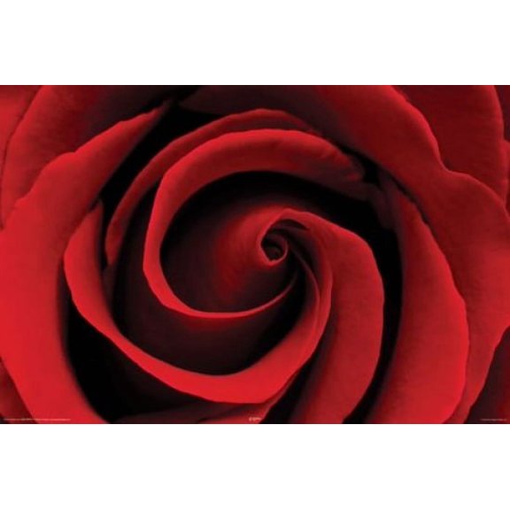 Red Rose - Rose Poster (24 x 36)