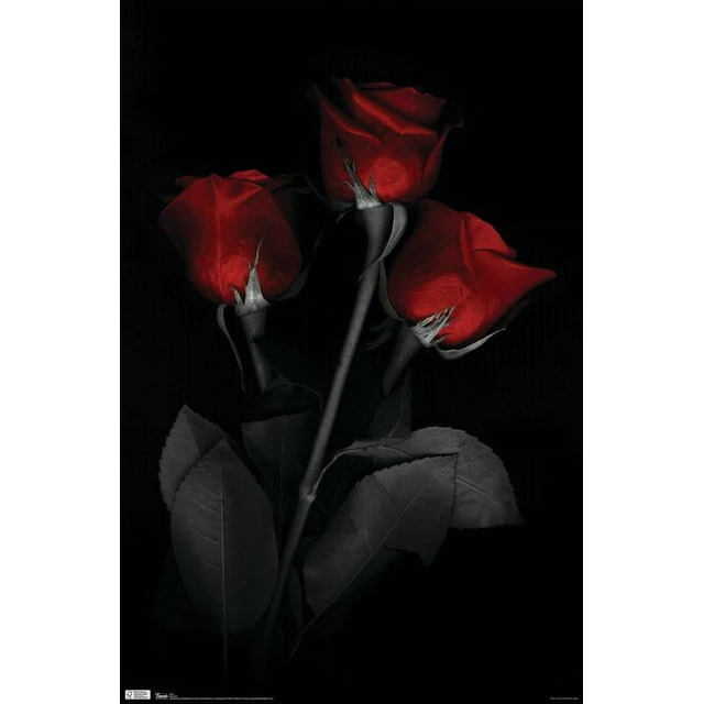 Red Rose Wall Poster, 22.375" x 34"