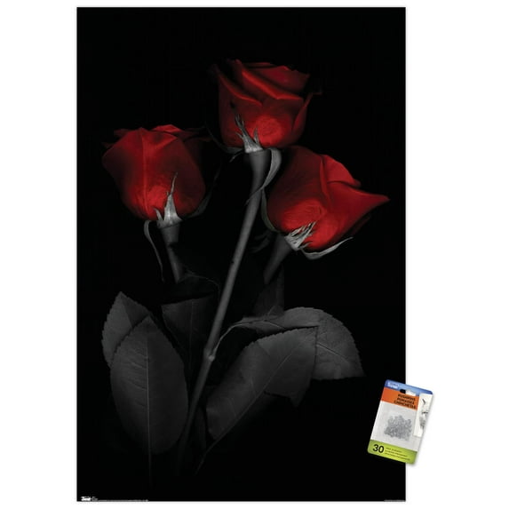 Red Rose Wall Poster with Push Pins, 22.375" x 34"