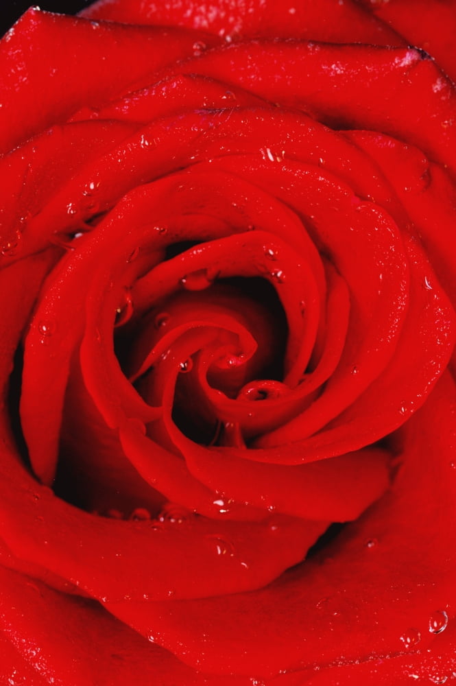 Red Rose With Water Drops Canvas Art - Don Hammond Design Pics (11 x 17)