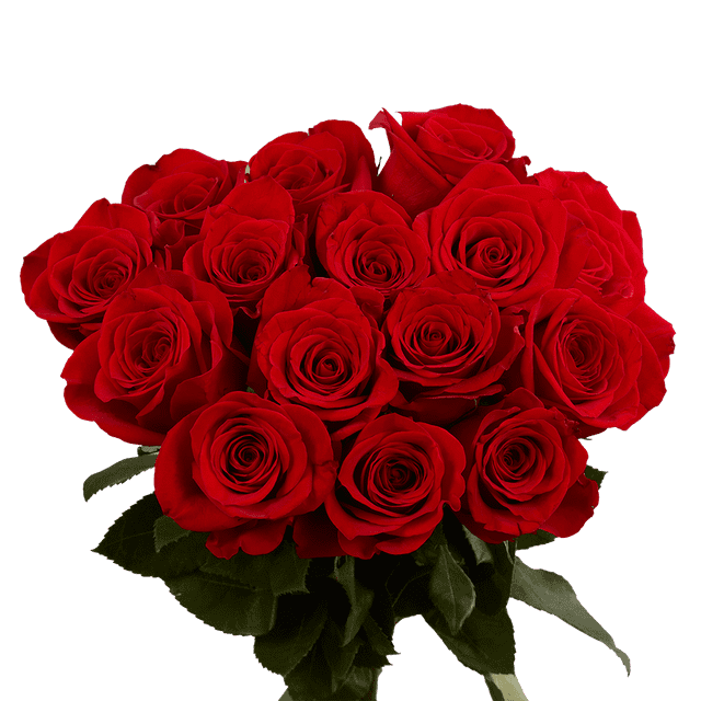 Red Roses- 50 Fresh Flowers for Birthdays, Weddings or Anniversary