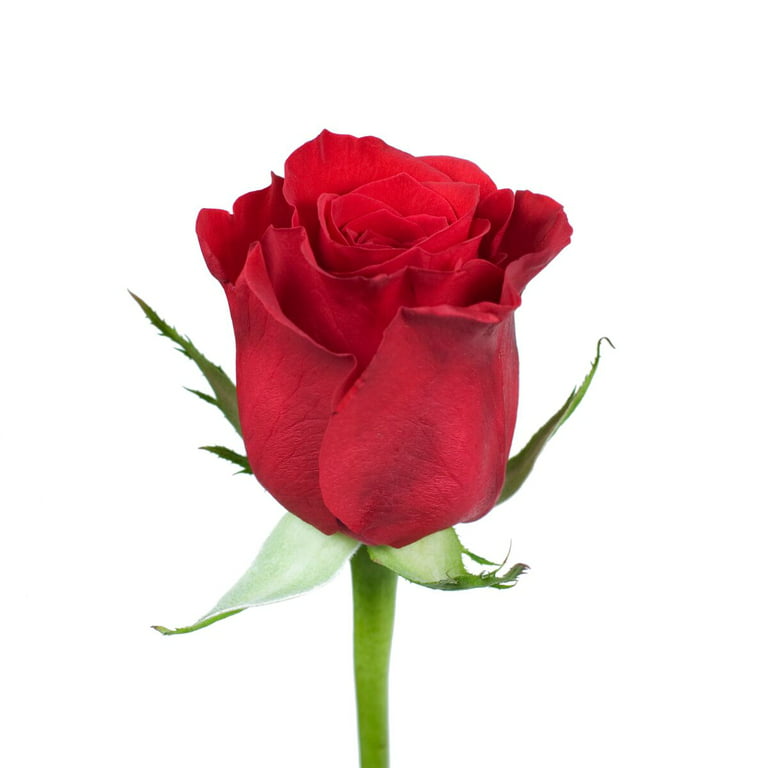 Red Roses - Farm Direct Fresh Cut Flowers - 125 Stems - by