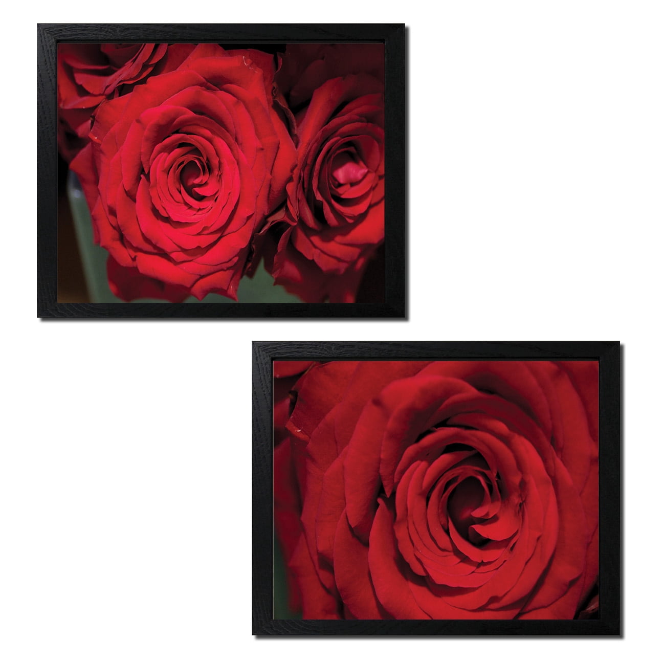 Red Roz Print Red Roses | Gorgeous Blooming Red Roses Floral Photograph Print; Two ...