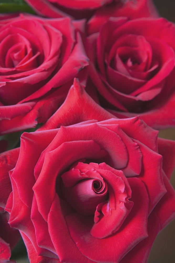 Red Roses Quebec Canada Canvas Art - Michael Interisano Design Pics (24 x 38)