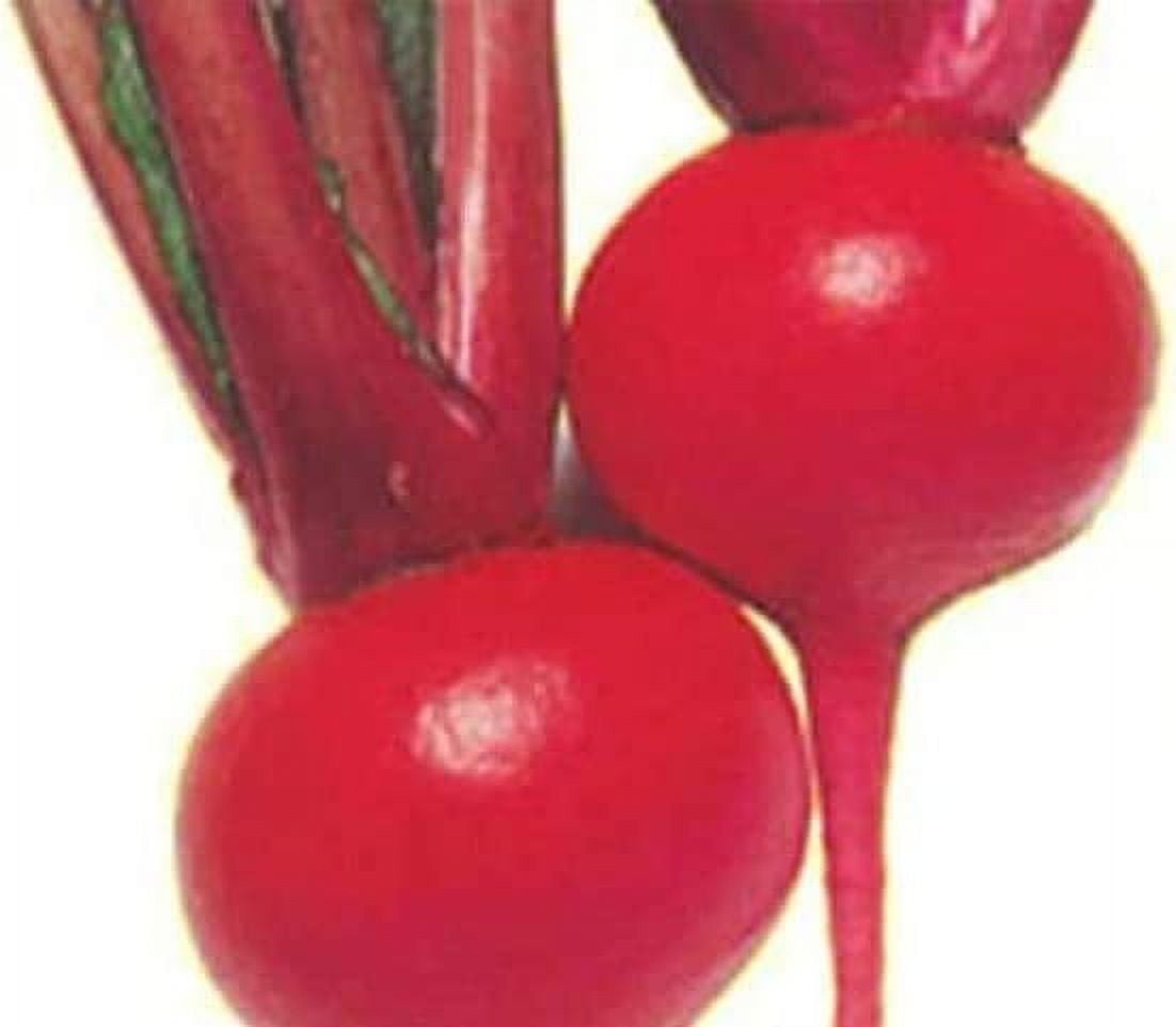 Red Round Turnip Seeds for Planting 100 Seeds Exotic Heirloom