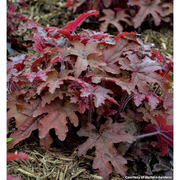 Red Rover Foamy Bells (Fun & Games Series) - 1 Gallon Perennial