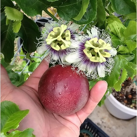 Red Rover Passion Fruit Vine Edible Passion Fruit - Live Plant - Passiflora Edulis