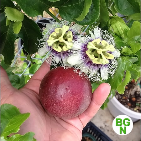 Red Rover Passion Fruit Vine Edible Passion Fruit - Live Plant - Passiflora Edulis